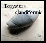 Baryspira glandiformis